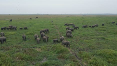 Aerial-Drone-Shot-Circling-a-Heard-of-Elephants-on-Green-Lush-African-Plain
