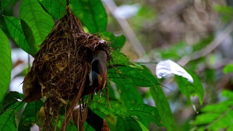 A-nest-with-a-parent-bird-checking-out-then-flies-away,-Silver-breasted-Broadbill,-Serilophus-lunatus,-Kaeng-Krachan-National-Park,-Thailand