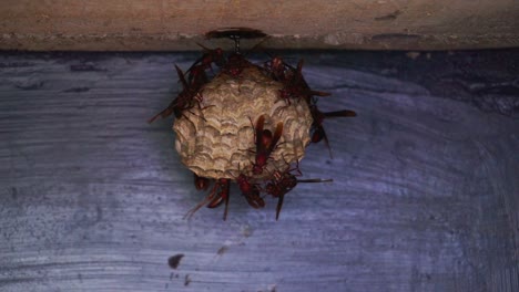 Eine-Kolonie-Von-Wespen-Ist-In-Ihrem-Nest