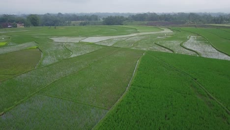 überschwemmtes-Reisfeld-Mit-Junger-Reispflanze-1