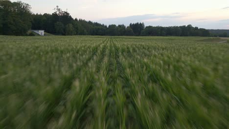 Low-and-fast-drone-flight-over-huge-corn-fields-in-germany