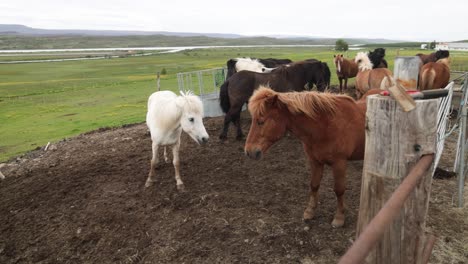 Group-of-Icelandic-horses-with-gimbal-video-walking-forward