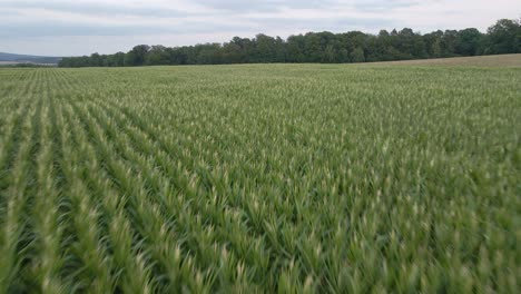 Low-flying-drone-flight-over-a-corn-field-to-a-large-forest-in-germany
