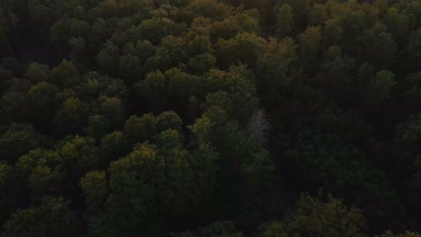 Bird's-eye-view-looking-down-from-low-height-on-large-forests-at-dusk