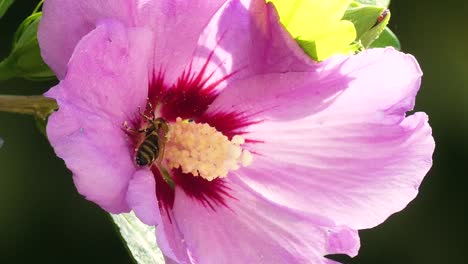 Close-up-footage-of-bee-collecting-pollen-from-a-beautiful-pink-flower-1080P