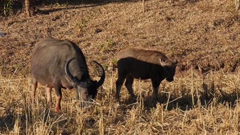 A-mother-on-the-left-while-a-calf-is-also-grazing-on-the-right,-Carabaos-Grazing,-Water-Buffalo,-Bubalus-bubalis,-Thailand