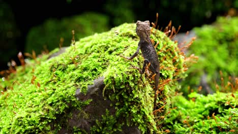 Looking-towards-an-ant-moving-around-on-a-mossy-rock,-Brown-Pricklenape-Acanthosaura-lepidogaster,-Khao-Yai-National-Park