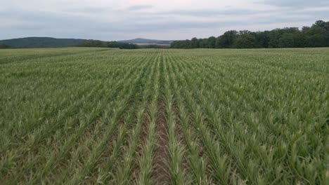 Low-drone-flight-slow-flying-over-huge-corn-fields-in-germany