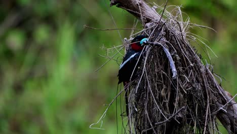 Perched-on-the-nest-tending-its-eggs-that-are-about-to-hatch,-Black-and-red-Broadbill,-Cymbirhynchus-macrorhynchos,-Kaeng-Krachan-National-Park,-Thailand