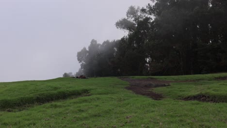 Coastal-wind-and-fog-rolling-over-Polipoli-Spring-State-Recreation-Area-in-Upcountry-Maui,-Hawaii