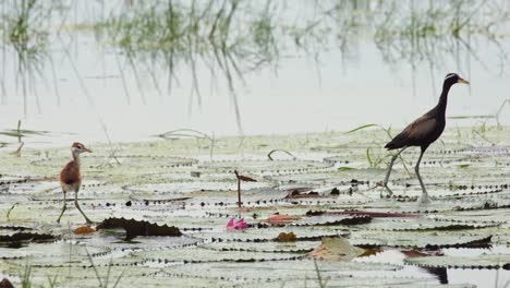 Links-Ein-Küken-Und-Rechts-Ein-Elternvogel,-Der-Sich-Umschaut,-Jacana-Mit-Bronzeflügeln,-Metopidius-Indicus,-Pak-Pli,-Nakorn-Nayok,-Thailand
