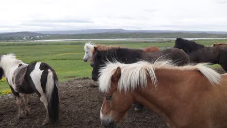 Group-of-Icelandic-horses-with-gimbal-video-walking-forward-1