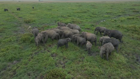 Static-Aerial-Drone-Shot-of-a-Heard-of-Elephants-Grazing-on-a-Lush-Green-African-Plain