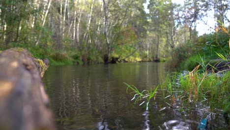 Ruhiger-Natürlicher-Hintergrund-Des-Fließenden-Flusses-In-Nahaufnahme,-Statische-Ansicht-Mit-Kopienraum