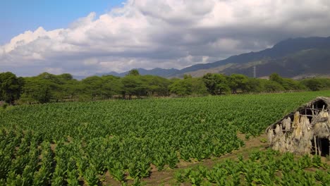 Eine-Landschaftsdrohnenaufnahme-Von-Tabakfeldern-In-Der-Dominikanischen-Republik