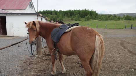 Brown-Icelandic-horse-with-gimbal-video-walking-around