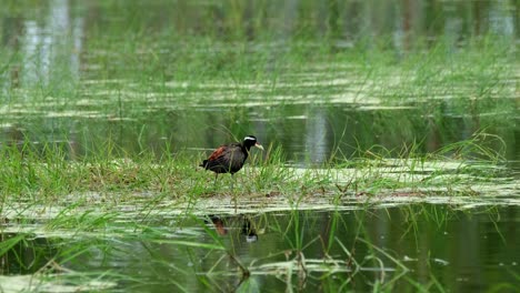 Seen-facing-to-the-right-and-then-stoops-down-as-seen-standing-on-grass-in-the-middle-of-the-swamp,-Bronze-winged-Jacana,-Metopidius-indicus,-Pak-Pli,-Nakorn-Nayok,-Thailand