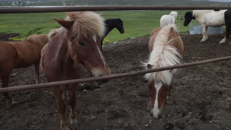 Two-Icelandic-horses-on-farm