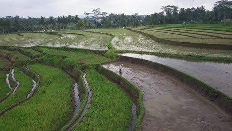 Farmer-working-on-the-terraced-rice-field-in-the-morning