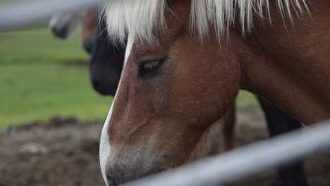 Close-up-of-Icelandic-horses-through-fence