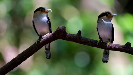 Parents-ready-to-serve-food-that-are-in-their-mouths,-Silver-breasted-Broadbill,-Serilophus-lunatus,-Kaeng-Krachan-National-Park,-Thailand