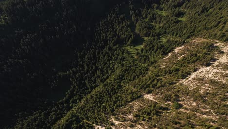 Aerial-view-of-pine-trees-on-a-mountain-side