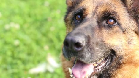 Close-up-of-a-German-shepherd-with-intelligent-eyes-and-protruding-tongue