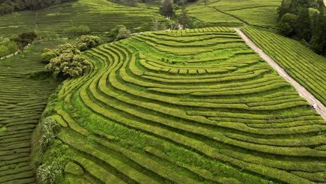 Green-tea-shrub-terraces-in-Chá-Gorreana-plantation,-Azores,-flyover