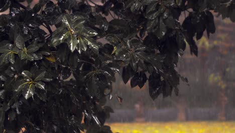 Ein-Grüner-Busch-Im-Regen,-Durch-Den-Viele-Tropfen-Von-Den-Blättern-Fallen-Und-Im-Hintergrund-Der-Starke-Regen