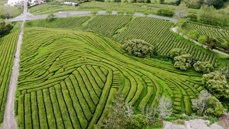 Flyover-view-of-Chá-Gorreana-tea-plantation-with-gravel-paths,-Azores