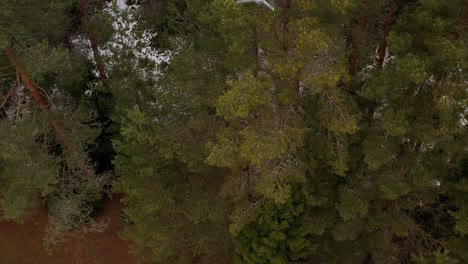Drone-shot-from-top-of-another-drone-flying-above-snowy-forest-in-rural-area,-drone-spying-in-air-for-movement
