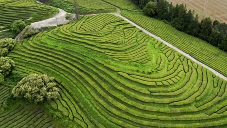 Green-hill-terraces-in-Chá-Gorreana-tea-plantation,-Azores,-drone-view