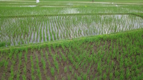A-bird-on-the-rice-field