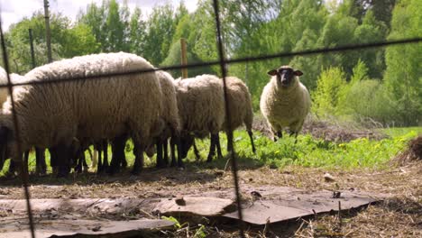 Curious-sheep-on-alert-focuses-on-camera,-disregards-flies-while-guarding-flock