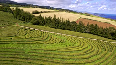 Green-stepped-Chá-Gorreana-tea-plantation-terraces,-tilt-aerial-view