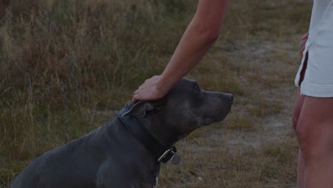Nahaufnahme-Des-Amerikanischen-Staffordshire-Terriers,-Der-Von-Einer-Frau-Auf-Dem-Kopf-Gestreichelt-Wird