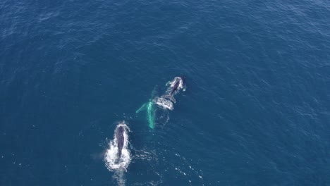 Aerial-View-Of-Migration-Of-Humpback-Whales-