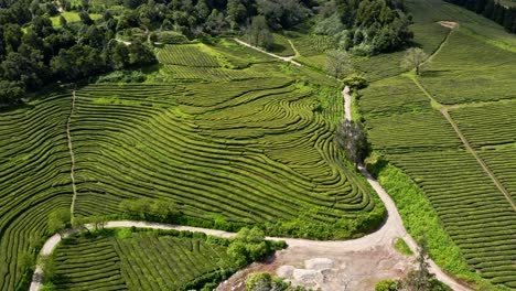 Panoramic-aerial-view-of-Chá-Gorreana-tea-plantation-terraces,-Azores