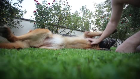Man-Playing-with-His-German-Shepherd-Dog,-Cuddles,-Plays-with-Man's-Best-Friend