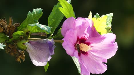Biene-Sammelt-Pollen-Von-Wunderschönen-Rosa-Blüten-4k