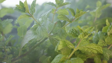 Smoke-Blowing-On-Green-Spearmint-Plant-In-The-Garden