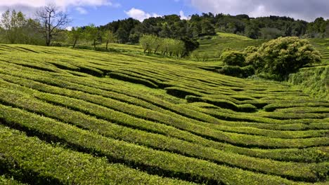 Drone-flyover-of-lush-green-Chá-Gorreana-tea-plantation-in-Azores