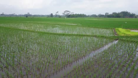Low-angle-drone-shot-of-flooded-rice-field-with-young-paddy-plant