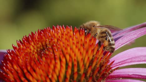 African-Bee-On-Top-Of-Echinacea-Purpurea-Flower-In-Shallow-Depth-Of-Field