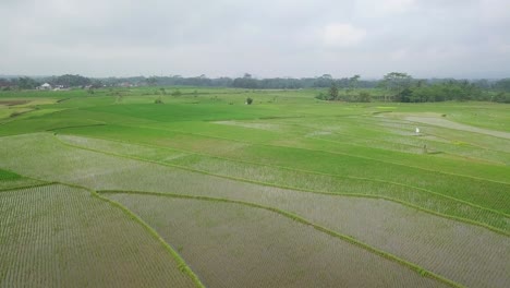 Luftaufnahmen-Von-überfluteten-Reisfeldern.-Natur-Stockvideos.-Landwirtschaftliche-Industrie