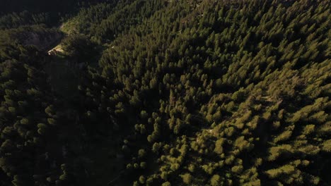 Beautiful-aerial-view-of-pine-tree-tops-in-a-mountain-forest