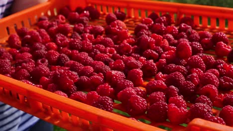 A-woman-shows-with-hand-fresh-raspberry-in-crate
