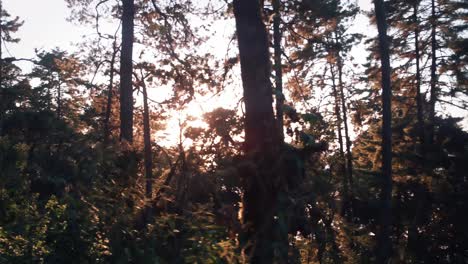 Während-Des-Sonnenuntergangs-Auf-Einem-Pfad-Durch-Den-Wald-Gehen-2