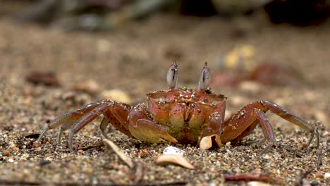 Crab-walking-on-the-beach