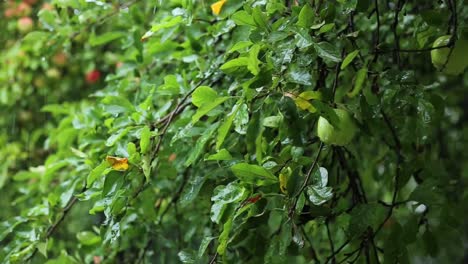 Drops-of-water-are-dripping-on-ripe-apples-on-a-tree-branch-under-the-rain